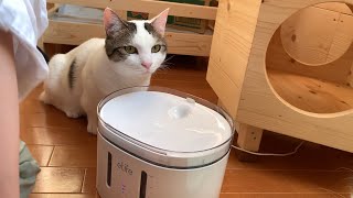 水が出るのをジッと待つ猫