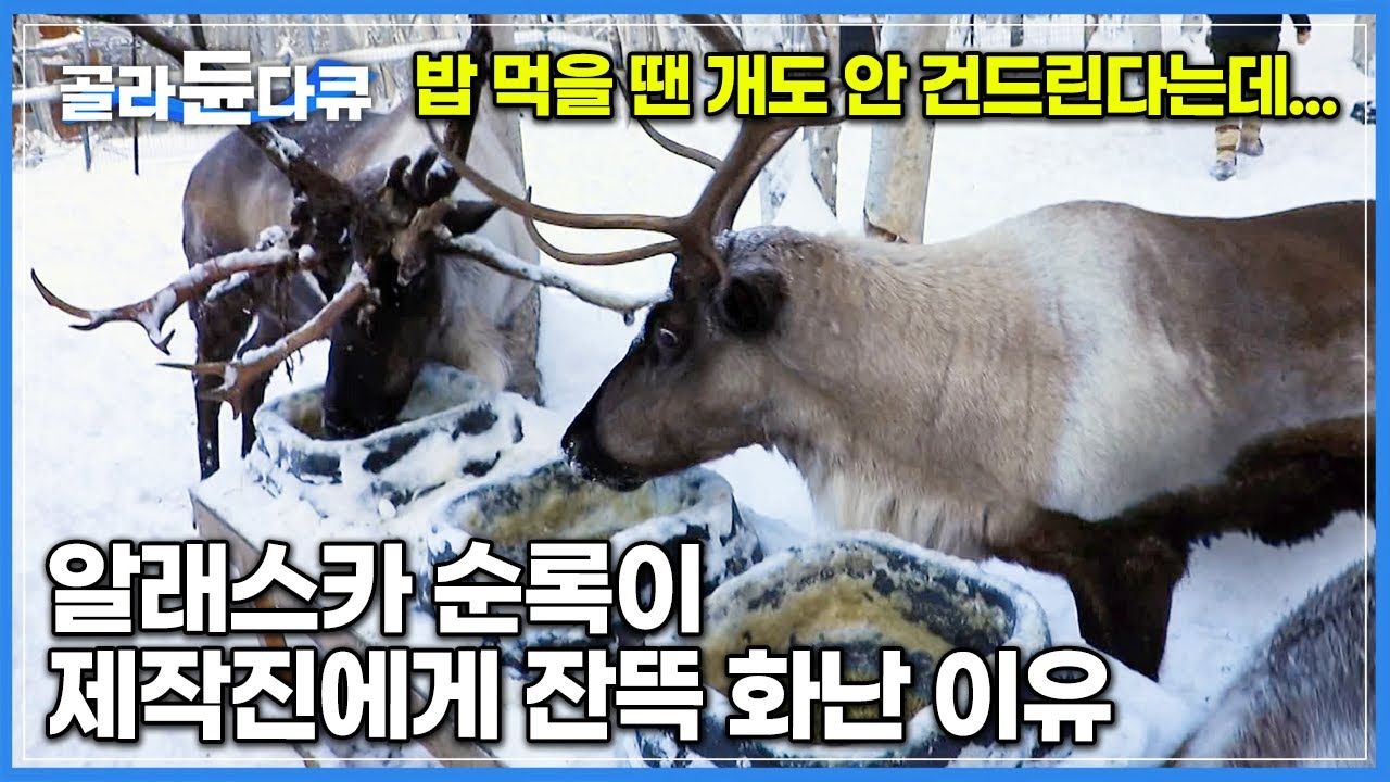 밥 먹는데 방해하는 제작진 때문에 단단히 화난 알래스카 순록의 반응│사랑으로 기른 17마리 순록과 겨울 숲 산책하기│세계테마기행 ...