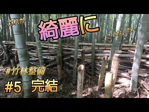 老者竹林 放置竹林奮闘記【早期退職者が竹を切る日々】2025/09/02 - YouTube