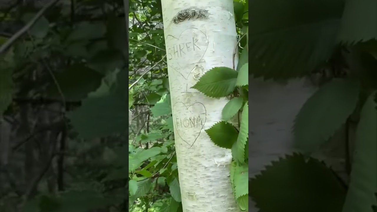 Little Girl Reads Shrek Loves Fiona On Tree