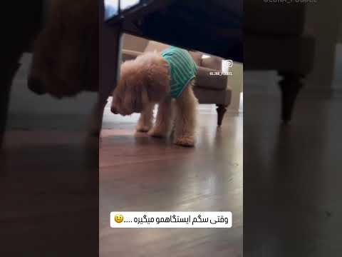 وقتی مشکوک میشم سگم یه خوراکی دزدیده میرم ازش بگیرم با من دالی بازی میکنه سگها  سگ