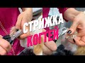 СТРИЖКА КОГТЕЙ / ГРУМИНГ / GROOM SCHOOL