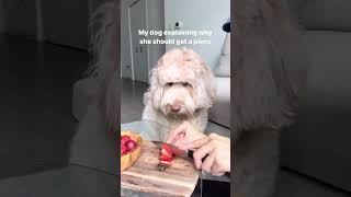 Funny dog begs for strawberry #dogs #shorts #funnydogs #labradoodle #goldendoodle #puppy