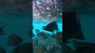 How Look Like Under Water By Mobile