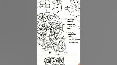 Algae..Chara  sexual reproduction  [ Globule]