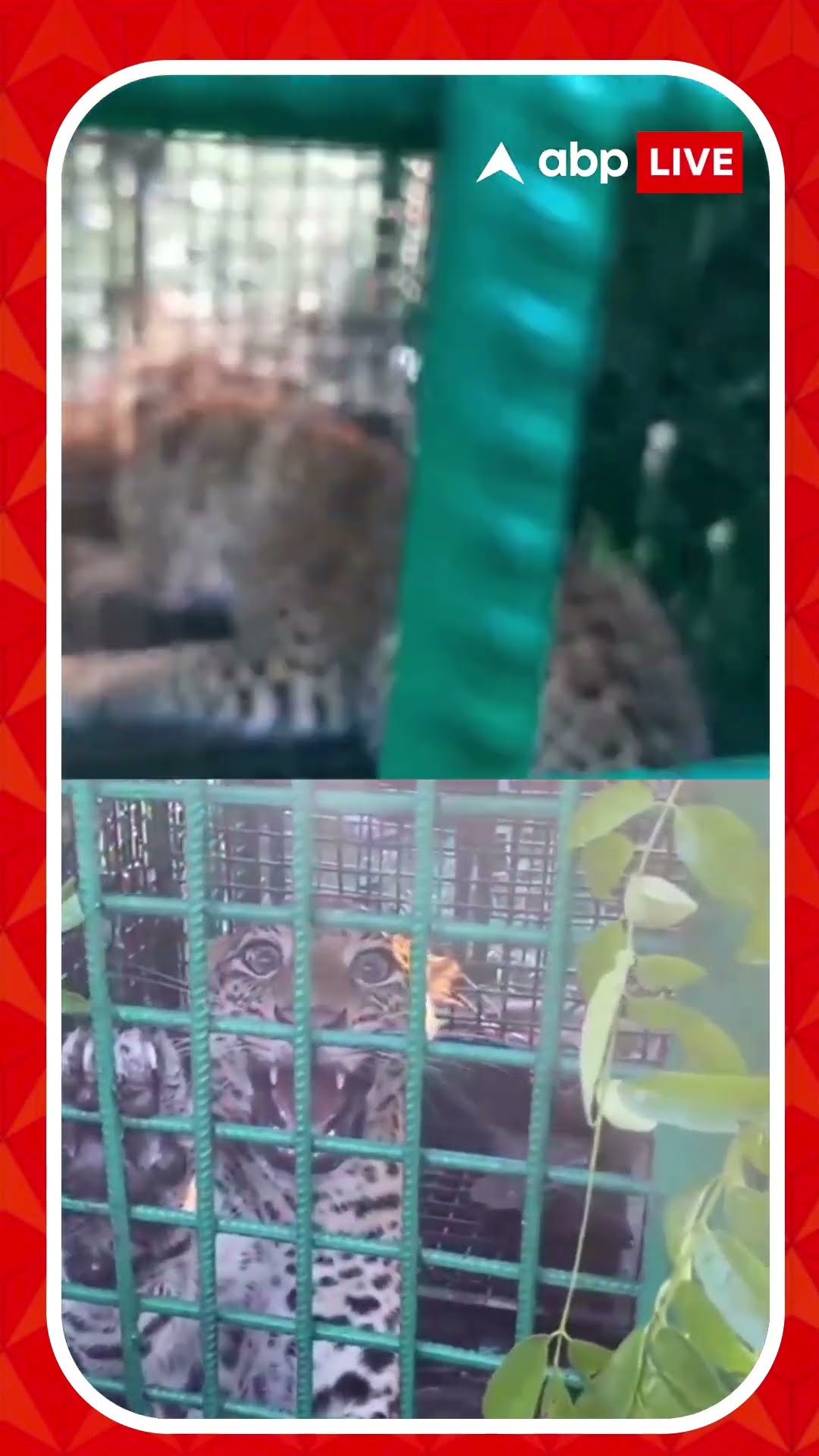 আলিপুরদুয়ারের মথুরা চা বাগানে খাঁচাবন্দি হল আর একটি চিতাবাঘ