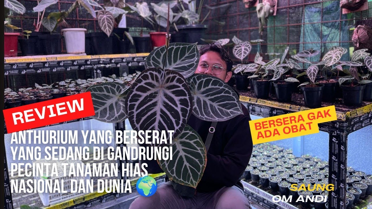 REVIEW ANTHURIUM BERSERAT YANG SEDANG DI GANDRUNGI PECINTA TANAMAN HIAS DALAM DAN MANCA NEGARA🌍