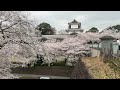 Seeing Cherry Blossoms
