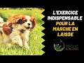 Marche en laisse  1 exercice qui va tout changer 