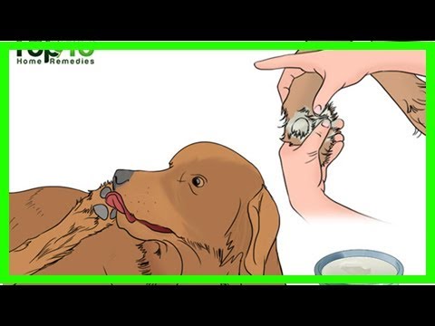 Home remedies to prevent or stop your dog from licking their paws - YouTube