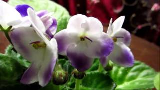 african violet flowers blooming