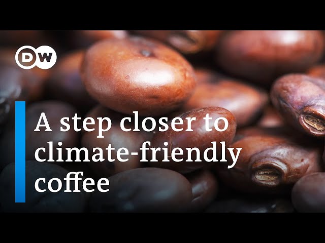 Coffee: The future of coffee growing and production | DW Documentary class=