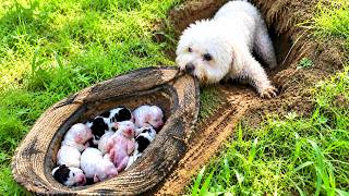 We Met a Sweet Mama Dog Moving to a New Home—What Happened Next Was So Heartwarming! 🐶🏡❤️ screenshot 4
