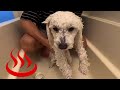 お風呂でピカピカになる犬　【トイプードル】PDS