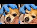 Removing A Massive Foxtail From A Dog's Eye