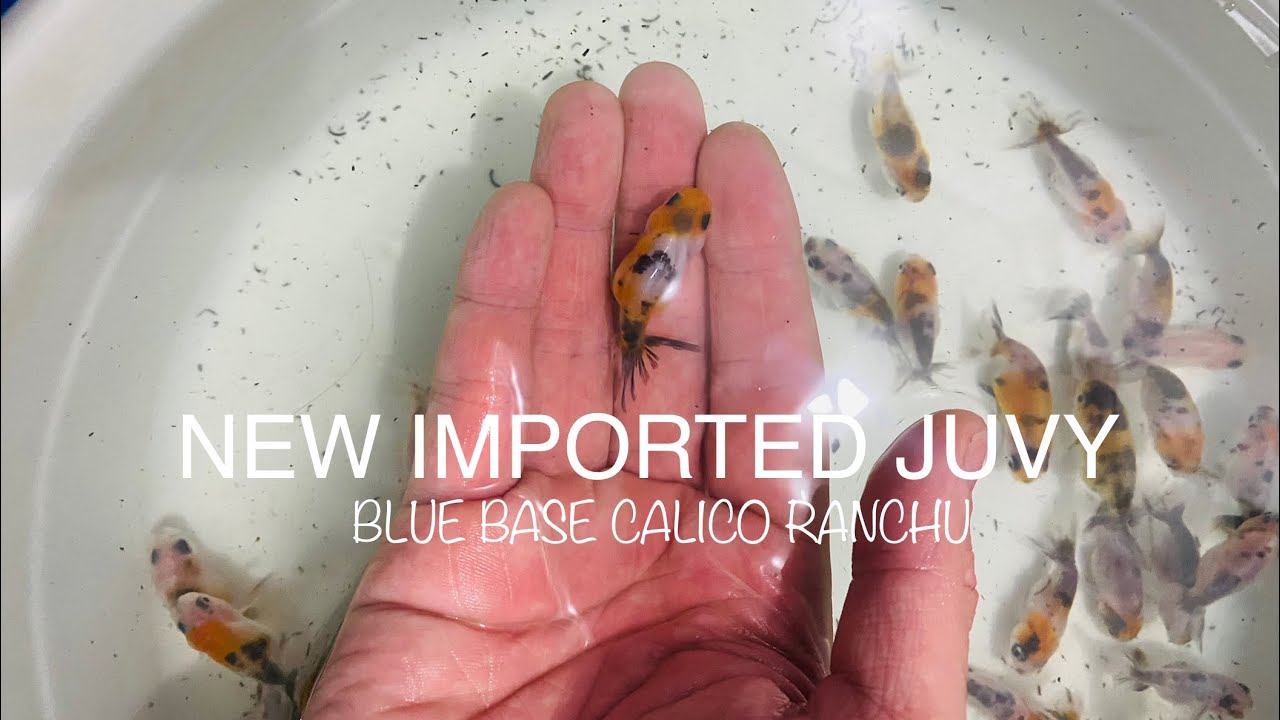 NEW THAILAND IMPORT Blue Base Calico Ranchu 🇹🇭 - YouTube