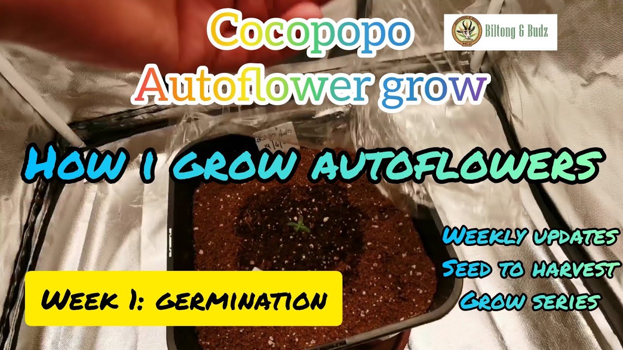 How i grow autoflowers. Weekly updates full seed to harvest grow.