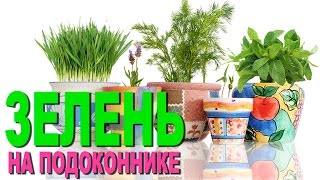 Выращивание зелени на подоконнике. Домашний розмарин.(Зелень на кухне круглый год - это мечта любой домохозяйки. Но не у всех же есть огород. Не беда! Зелень на..., 2015-01-11T00:18:16.000Z)