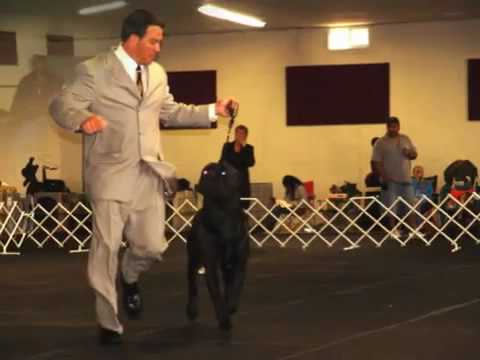cane-corso-national-speciality-show-s.a.c.c.i.-2009-judge-m.inzoli