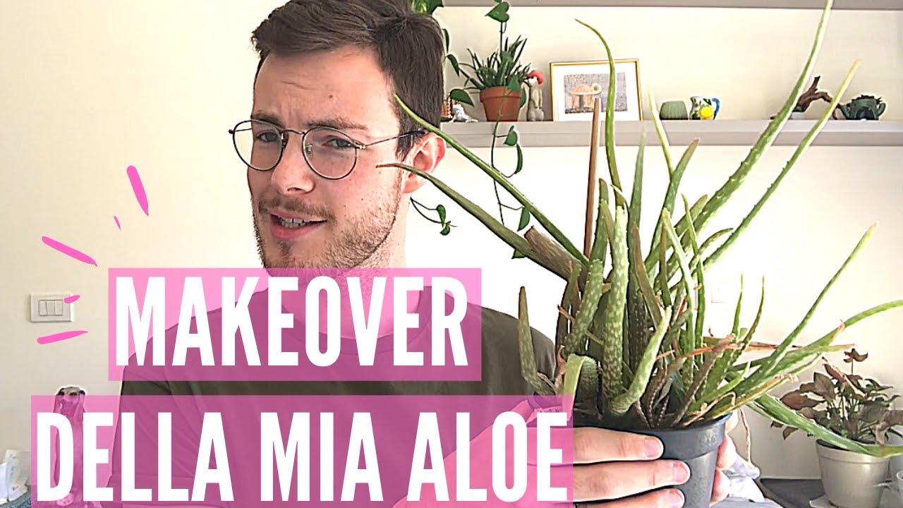 IL MAKEOVER DELLA MIA ALOE - DA DISASTRO A PIANTA PERFETTA