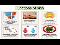 Functions of Skin, Integumentary System, Temperature Regulation, Sense of Touch, Protection, Hindi