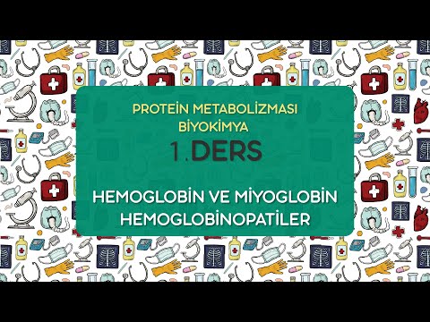 Video: Protein Metabolizması Necə Baş Verir?