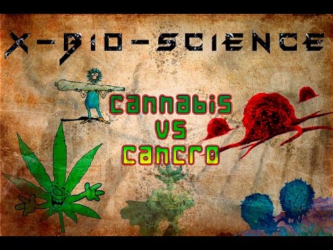 Cannabis Vs Cancro