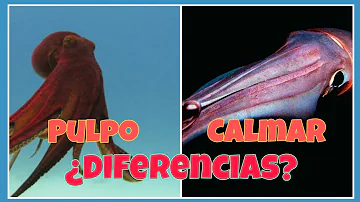 ¿Es un pulpo o un pulpo?