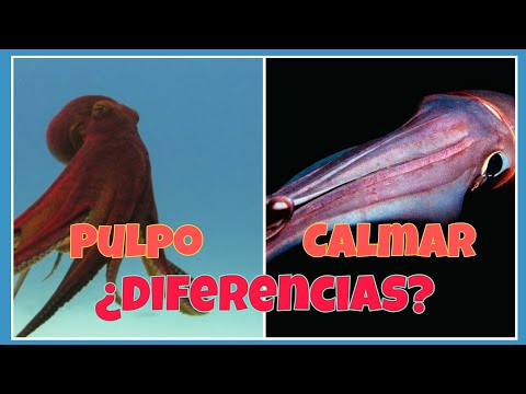 Video: ¿Cuál es la diferencia entre el calamar y el pulpo? Descripción, características, diferencias