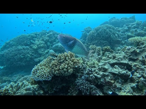 Great Barrier Reef October 2024 - Troppos Dive Site, Norman Reef