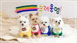 다견가정의 매력 🌈 / 심장폭행 강아지 브이로그