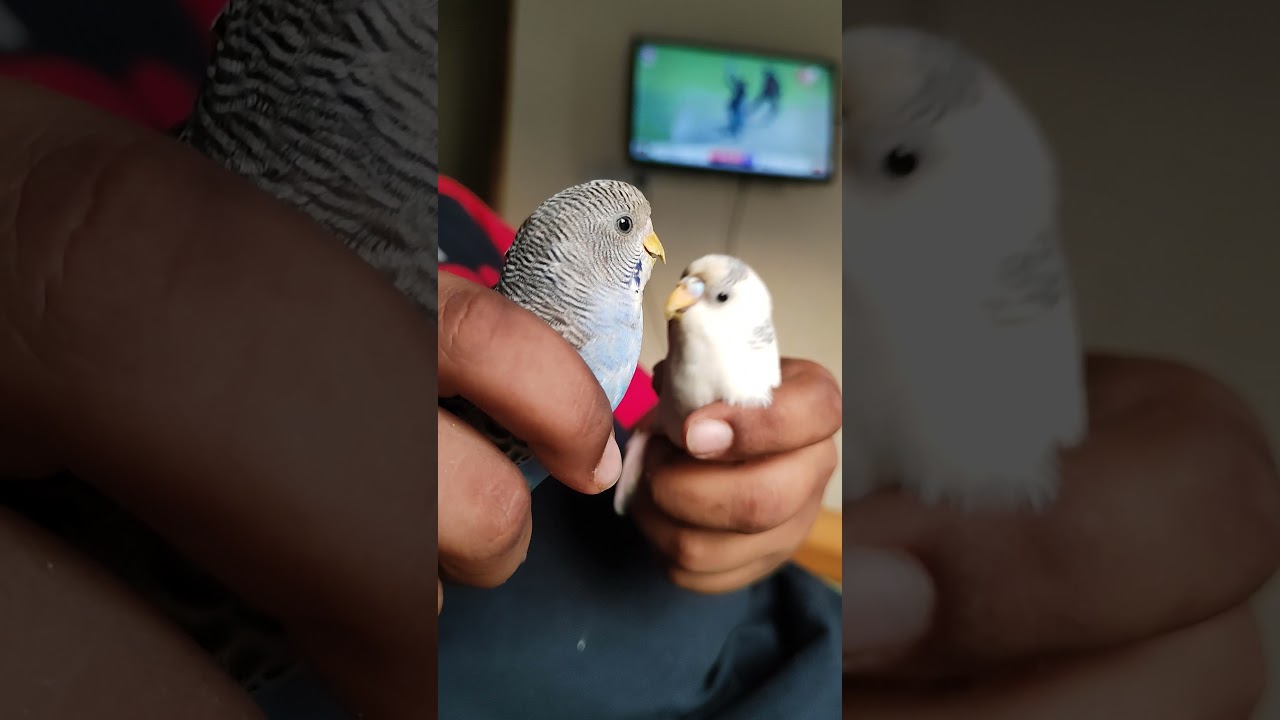 cute budgie fighting parrot fighting budgerigar sounds বাজারিগারের