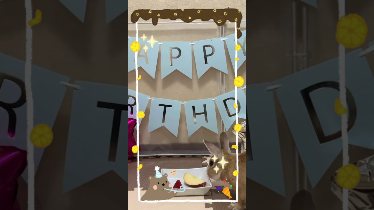 ウサギ 1歳のお誕生日 3月3日は耳の日 ウサギの日です Shorts Youtubeショート Youtube