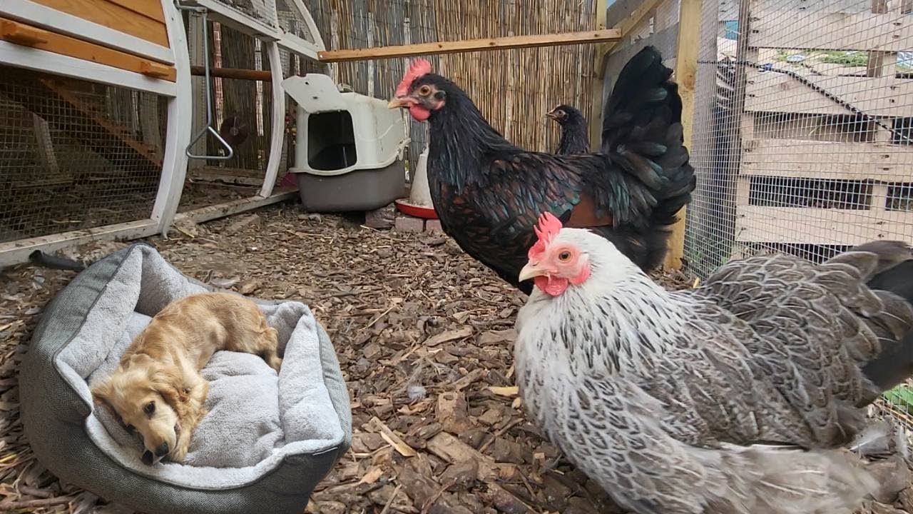 Calming Chicken Video for Dogs - 🐔 #dogcalmingvideos #videosfordogs ...