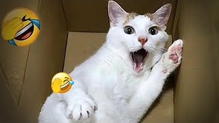 Best Cats and Dogs Videos  Funny And Cute Animal Videos 2024 # 19