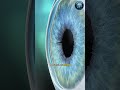 “Eye Lens Explained | Cataract Surgery &amp; Vision Restoration 👁️✨” #healthtips #doctoradvice #doctor