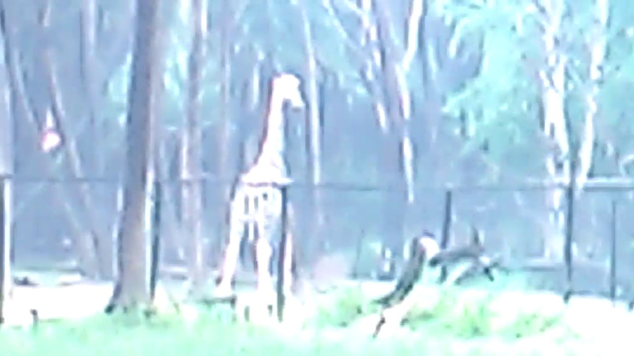 giraffes volleyball championship 2016 VID 20170927 145024