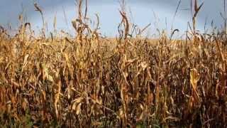 Blumberg Grain Introduction