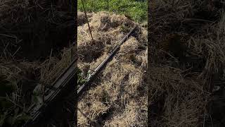 The strawbs have graduated from the garden to the allotment where they’ll have lots more space!