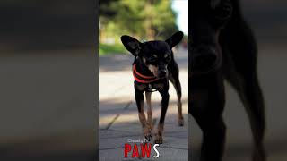 #PAWS  PintSized Explorer: Toy Fox Terrier Embarks on Adventures, Uncovering the World