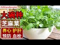 用废旧大碗种芝麻菜，无需打洞，现吃现采，新鲜卫生！