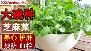 用废旧大碗种芝麻菜，无需打洞，现吃现采，新鲜卫生！