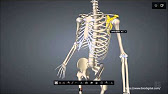 Welche Knochen bilden die obere und untere Extremität?