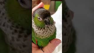 Cute conure parrot loves dancing, even when she is sleepy