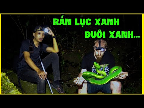 Video Hành Trình Đi Tìm Loài Rắn Lục Đuôi Xanh Trên Cao... - youtube