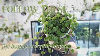 How to grow Hoya serpens, curtisii & tengchongensis | the creeping Hoya challenge