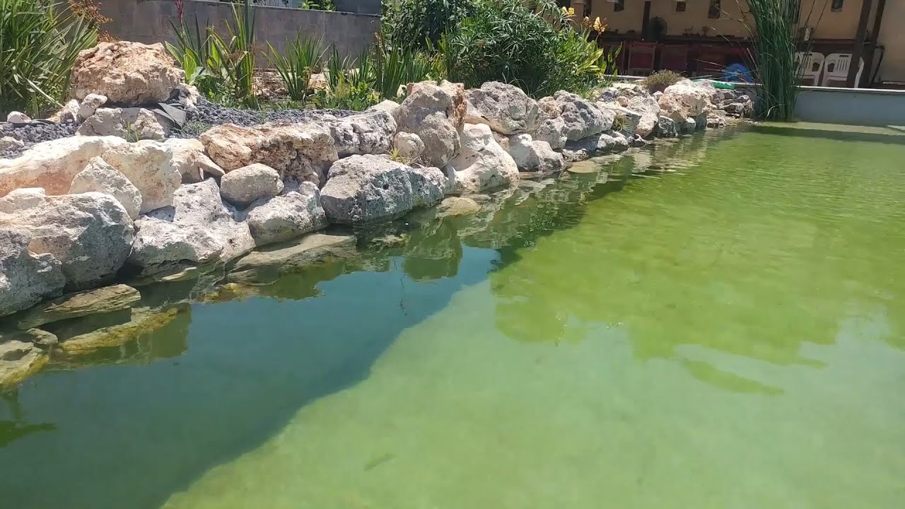 Building Natural Swimming Pool