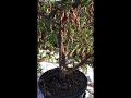 Super Sweet Tamarind 2026 home grown in pot in Mira Mesa, CA