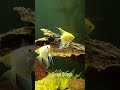 Pleco fish | Angelfish | Brown Discus | aquarium trivandrum