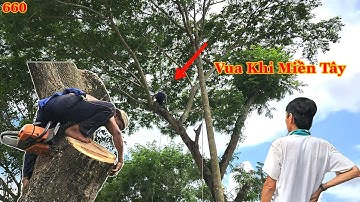 Vua Khỉ Miền Tây cưa xử lý và hạ gốc cây Còng khi gió lớn sẽ như thế nào ? Cutting samanea saman